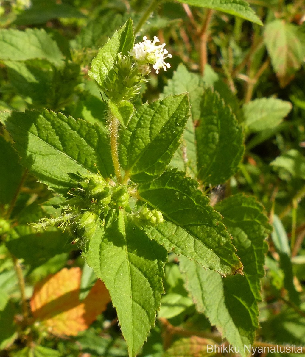Croton hirtus L'Hér.